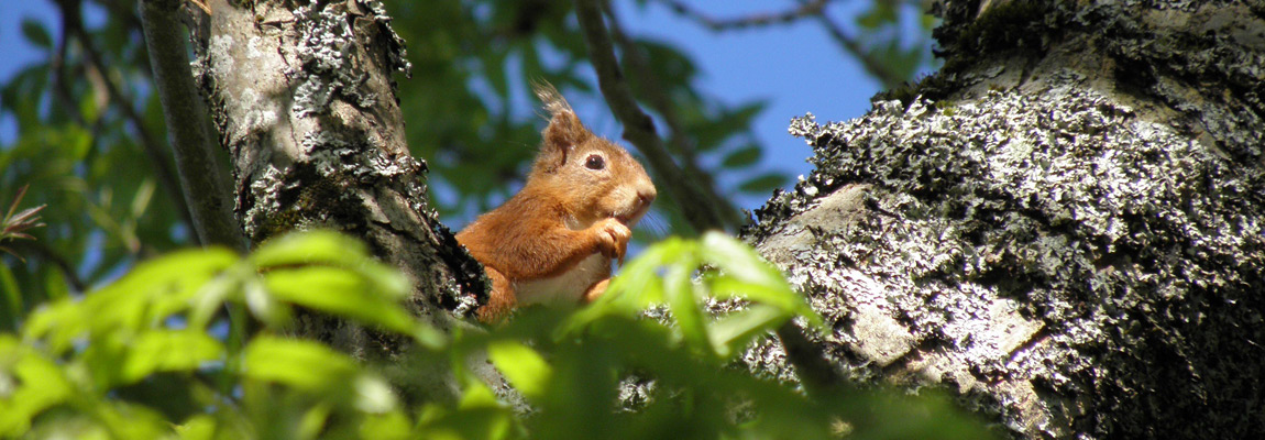 Red squirrel at Bracken Holiday Lodges Loch Tay Kenmore Killin Perthshire