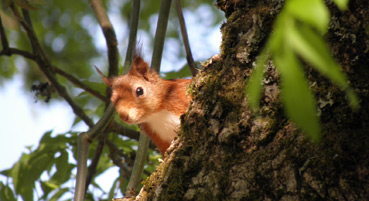 Red squirrels at Bracken Lodges Self-Catering Holiday Loch Tay Kenmore Killin Perthshire