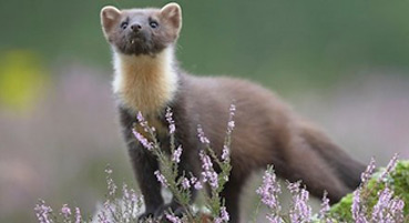 Pine Martens - a frequent visitor at Bracken Lodges
